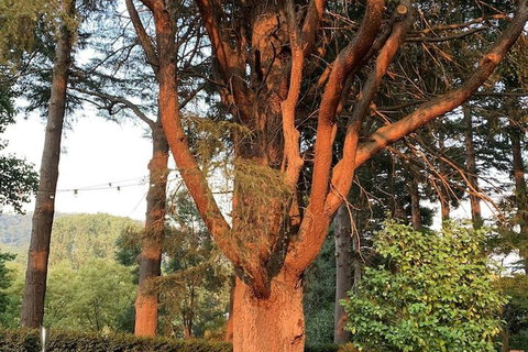 Warburton Motel - Accommodation in Bendigo 3