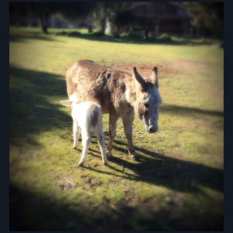 Donkey Tales Farm Cottages - Accommodation in Bendigo 4