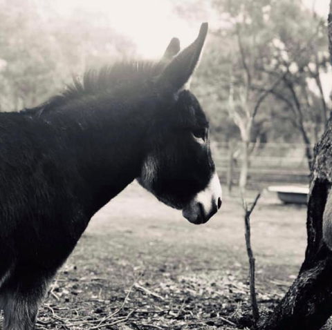 Donkey Tales Farm Cottages - Accommodation in Bendigo 3