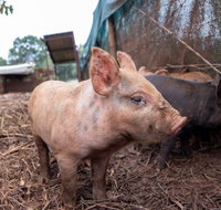 Batchelor Butterfly Farm - Accommodation in Bendigo