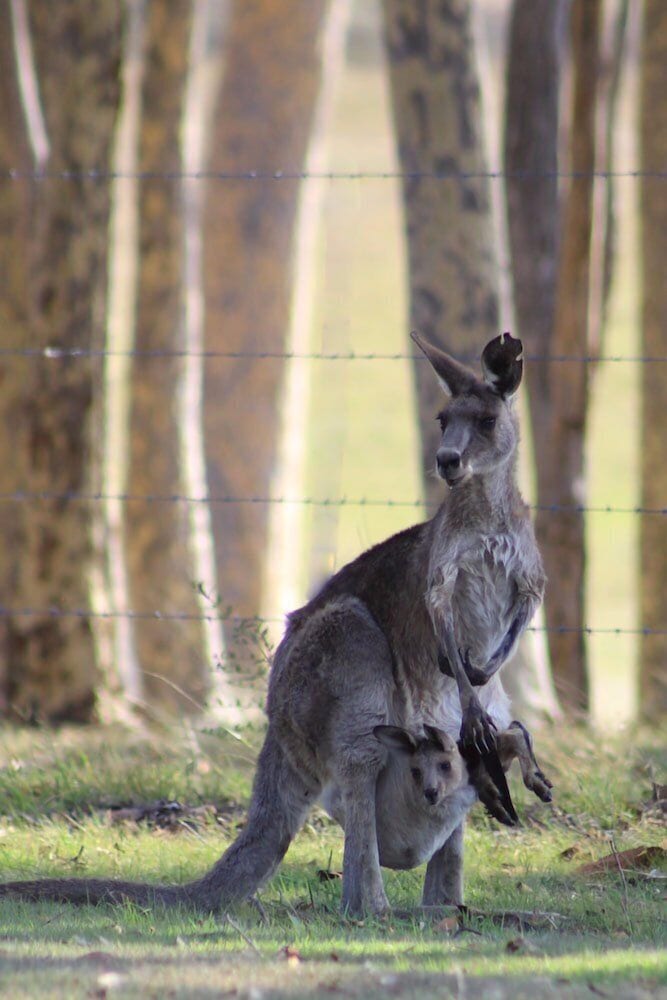 Windella NSW Accommodation in Bendigo