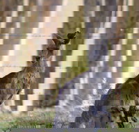 Bella Wind Bed  Breakfast - Accommodation in Bendigo