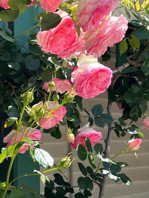 Birchwood Cottage - Accommodation in Bendigo 6