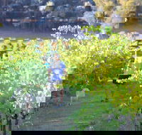 Tallagandra Hill Winery - Accommodation in Bendigo