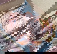 Tommy Sugo - Accommodation in Bendigo