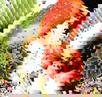 Wildernis Cafe and Bar