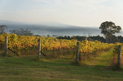 Rusty Fig Wines - Accommodation in Bendigo 1