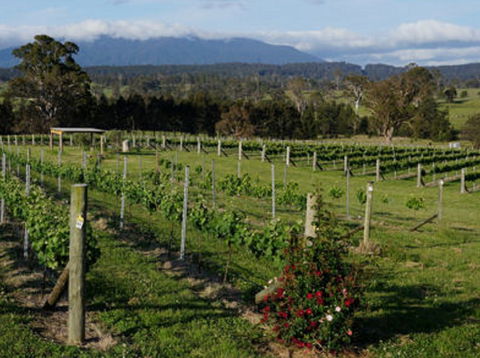 Rusty Fig Wines - Accommodation in Bendigo 2