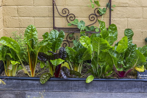 A Bite To Eat - Accommodation in Bendigo 1