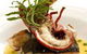 Flutes Restaurant - thumb 11