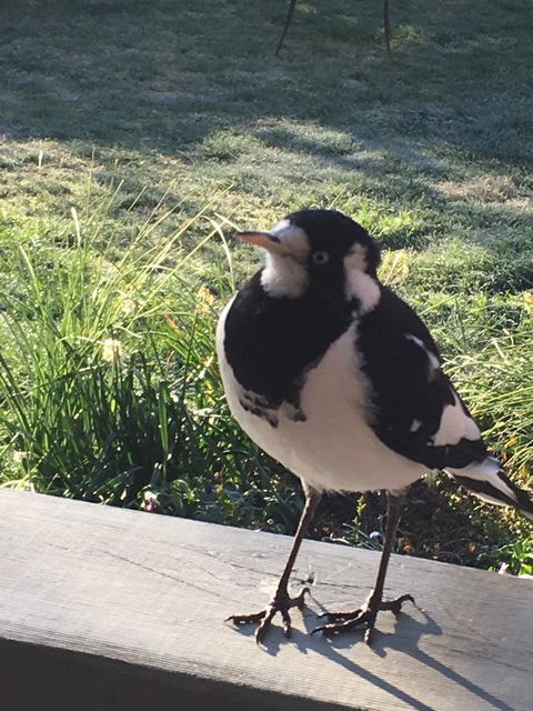 Finches Canberra - Accommodation in Bendigo 26