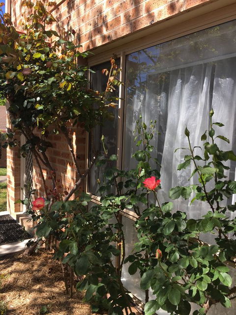 Finches Canberra - Accommodation in Bendigo 30