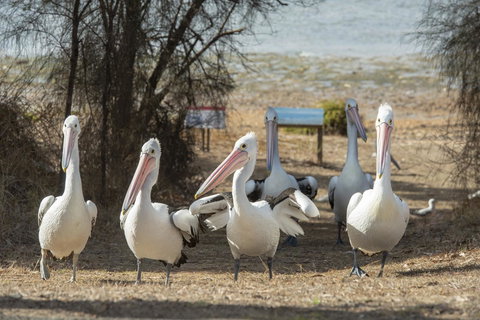 Mercure Kangaroo Island Lodge - Accommodation in Bendigo 15