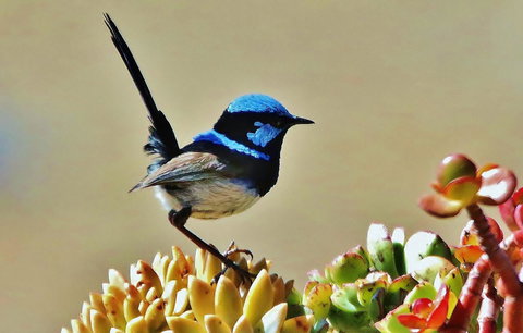 Mercure Kangaroo Island Lodge - Accommodation in Bendigo 39