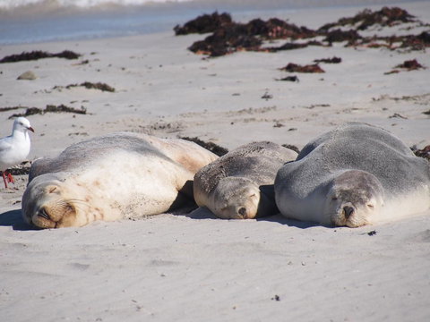 Mercure Kangaroo Island Lodge - Accommodation in Bendigo 43