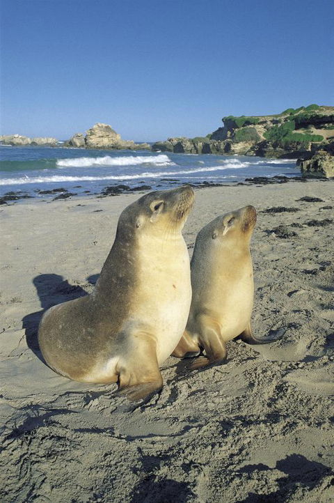 Kangaroo Island Seafront - Accommodation in Bendigo 40