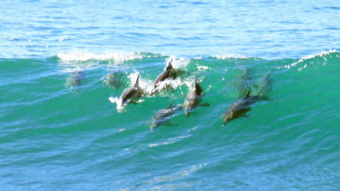 Mollymook Beach Waterfront - Accommodation in Bendigo 4