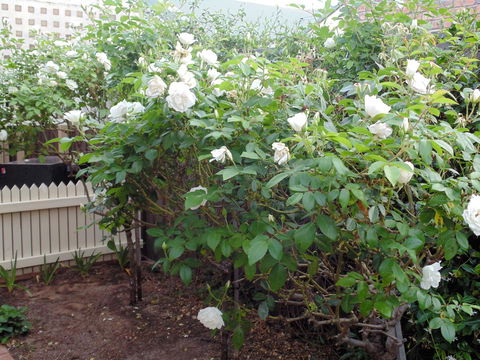 Baronet B & B - Accommodation in Bendigo 18