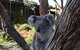 Kangaroo Island Wilderness Retreat - thumb 6