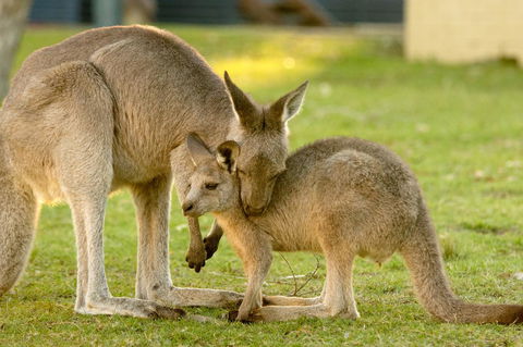 BIG4 Tasman Holiday Parks - Racecourse Beach - Accommodation in Bendigo 39