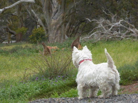 Molly's Chase - Accommodation in Bendigo 27