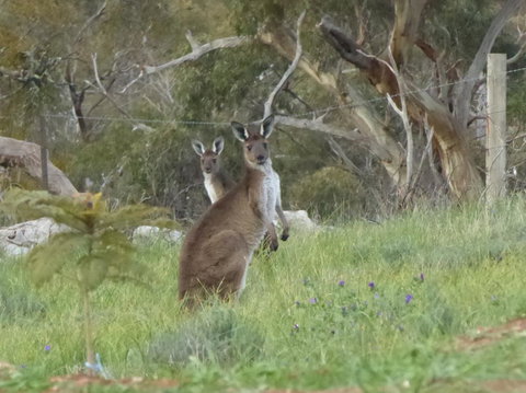 Molly's Chase - Accommodation in Bendigo 10