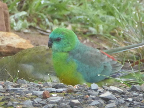 Molly's Chase - Accommodation in Bendigo 15