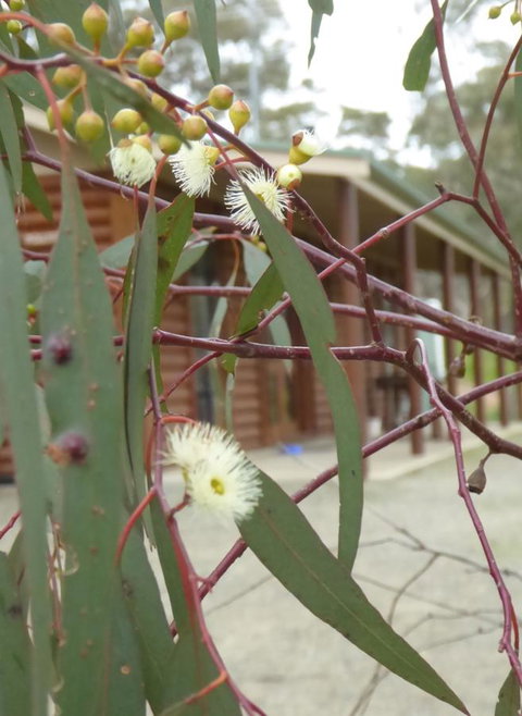 Molly's Chase - Accommodation in Bendigo 9