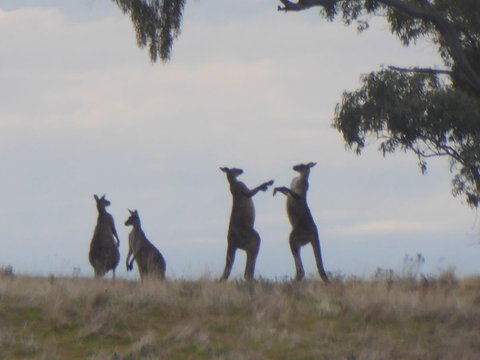 Molly's Chase - Accommodation in Bendigo 23