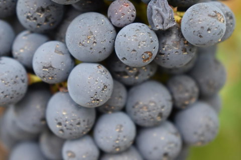 A Coonawarra Experience - Accommodation in Bendigo 23