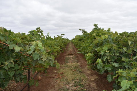 A Coonawarra Experience - Accommodation in Bendigo 25