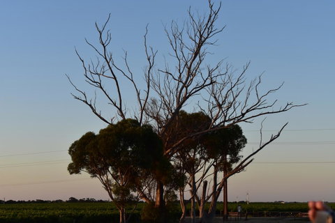A Coonawarra Experience - Accommodation in Bendigo 24