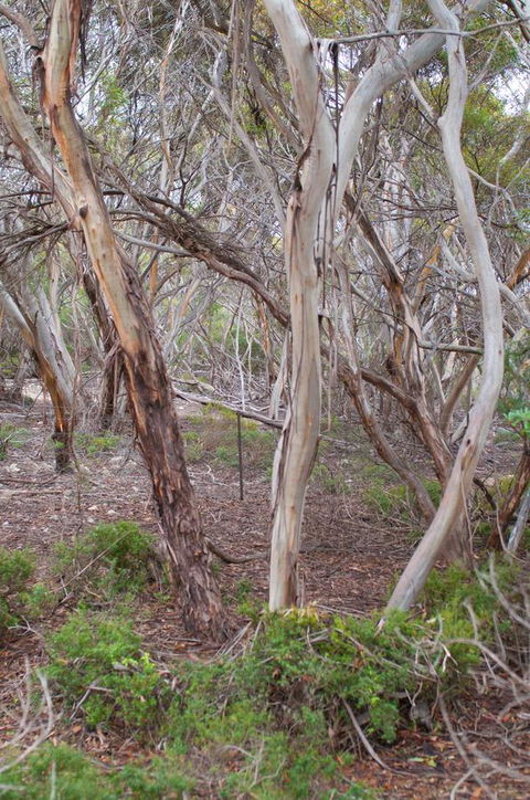Kestrel Downs - Accommodation in Bendigo 19