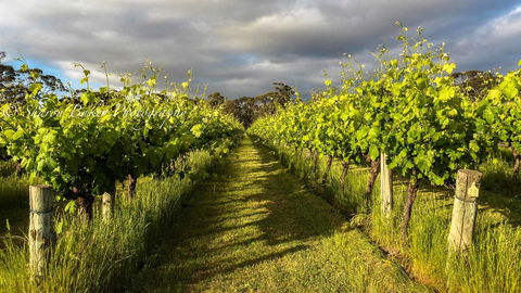 Shadow Creek McLaren Vale - Accommodation in Bendigo 20