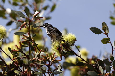 Cape Jervis Holiday Units - Accommodation in Bendigo 9