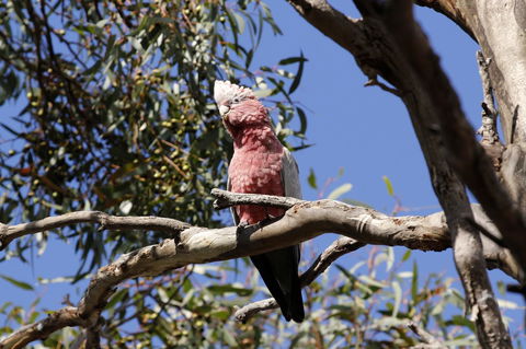Cape Jervis Holiday Units - Accommodation in Bendigo 5