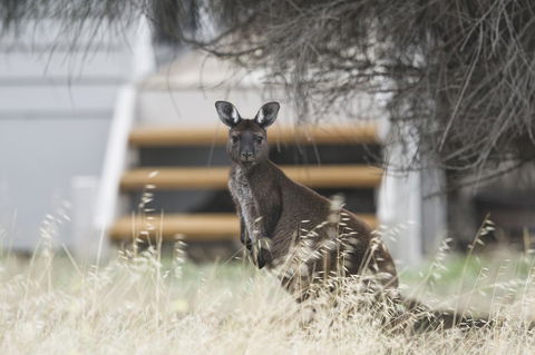 Sea Dragon Kangaroo Island - Accommodation in Bendigo 12