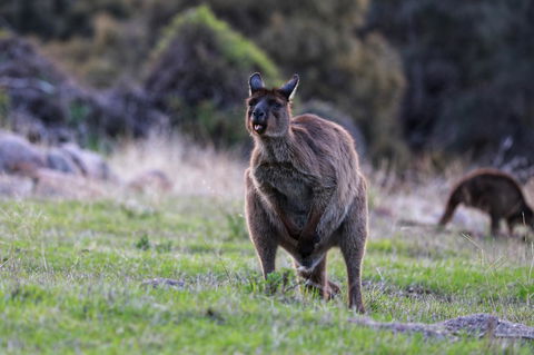Sea Dragon Kangaroo Island - Accommodation in Bendigo 26
