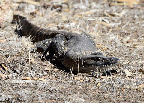 Sea Dragon Kangaroo Island - Accommodation in Bendigo 24