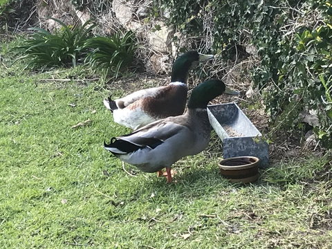 Hydeaway Bay - Own Private Bay + Kayaks - Accommodation in Bendigo 19