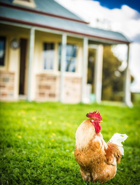 Barossa Vineyard Cottages - Accommodation in Bendigo 39