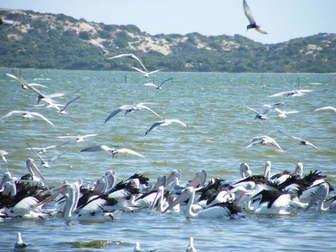 Coorong Waterfront Retreat - Accommodation in Bendigo 25