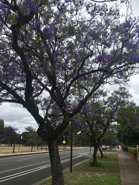 Adelaide Style Accommodation-Close To City-North Adelaide-3 Bdrm- FREE Parking - Accommodation in Bendigo 34
