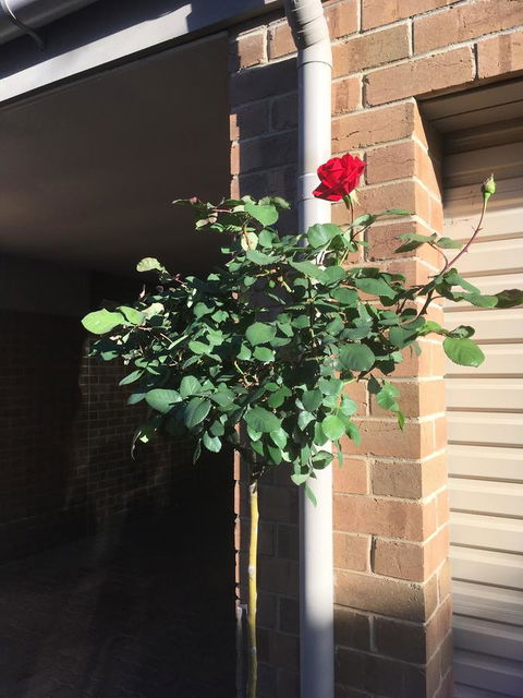 Adelaide Style Accommodation-Close To City-North Adelaide-3 Bdrm- FREE Parking - Accommodation in Bendigo 21