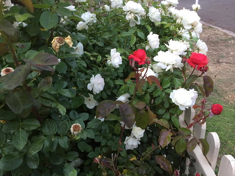 Blyth Cottage Burra - Accommodation in Bendigo 26