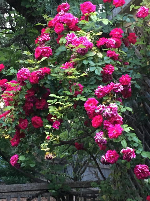 Blyth Cottage Burra - Accommodation in Bendigo 25