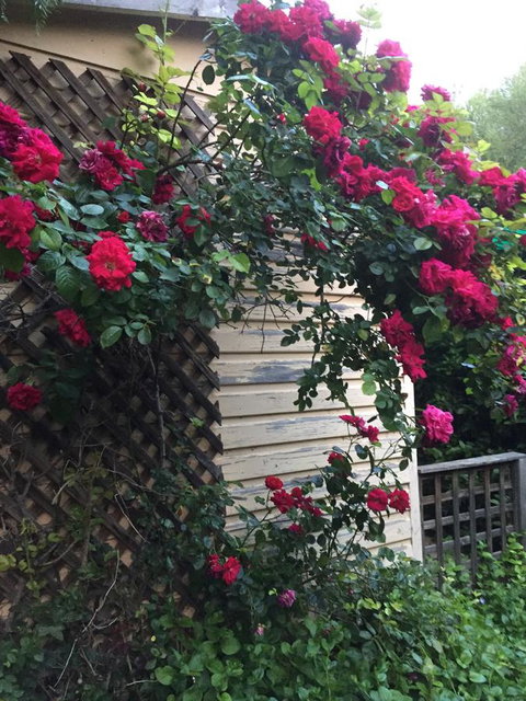 Blyth Cottage Burra - Accommodation in Bendigo 24