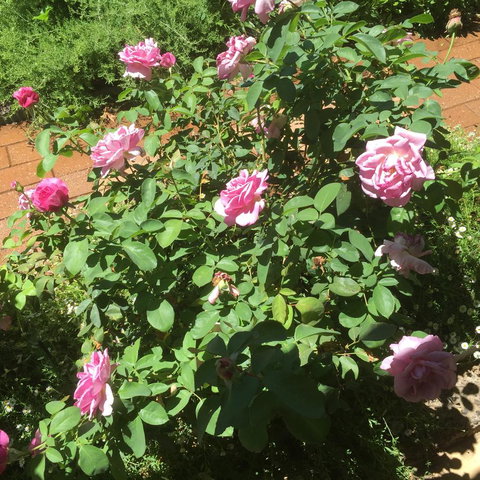 Blyth Cottage Burra - Accommodation in Bendigo 28