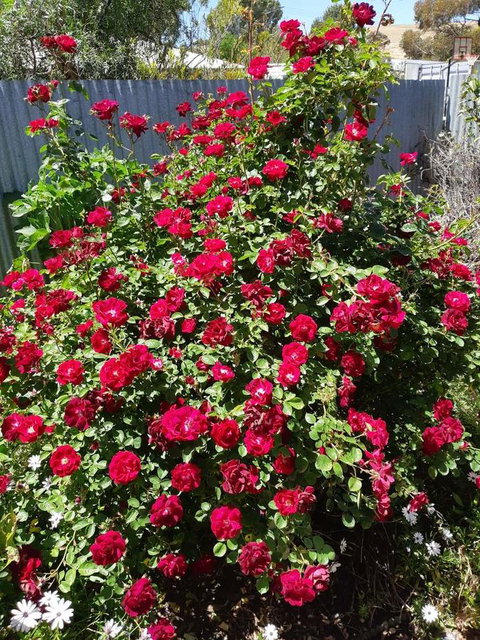 Blyth Cottage Burra - Accommodation in Bendigo 22