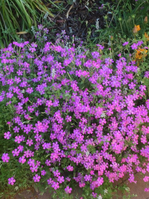 Blyth Cottage Burra - Accommodation in Bendigo 30